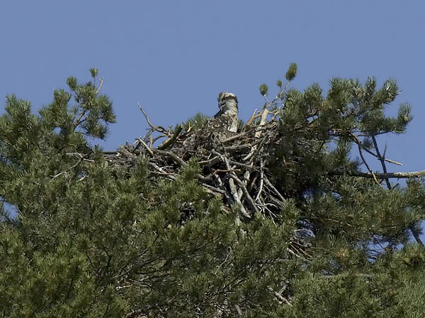 Sääksi, Osprey, Pandion haliaetus